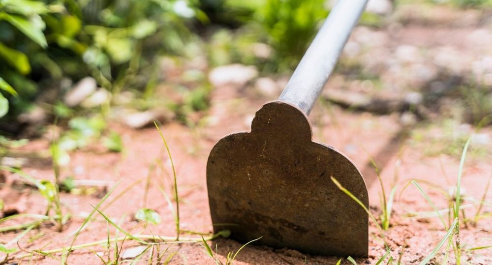 Metalna motika zabodena u suvo, zbijeno zemljište sa retkim izdancima trave i sitnim korovom